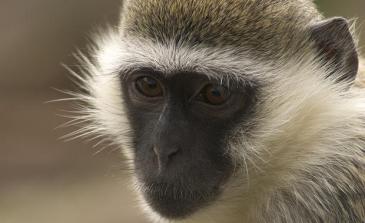 vervet-monkey-face-web620